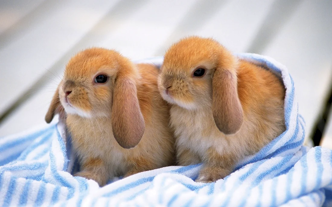 Кролики. Красивые картинки животных