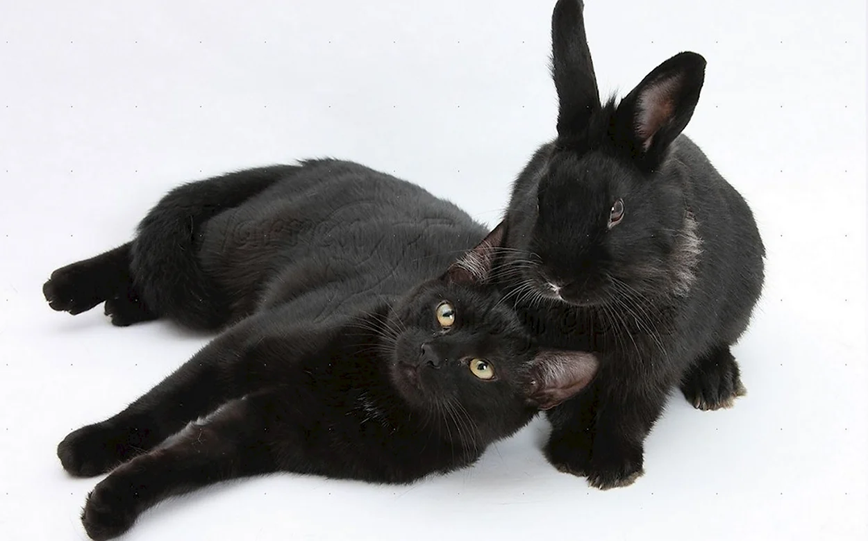 Кролики и коты чёрные. Красивое животное