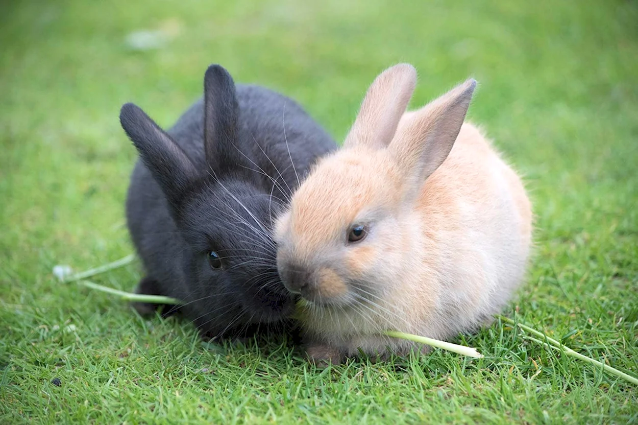 Кролики малыши. Красивое животное