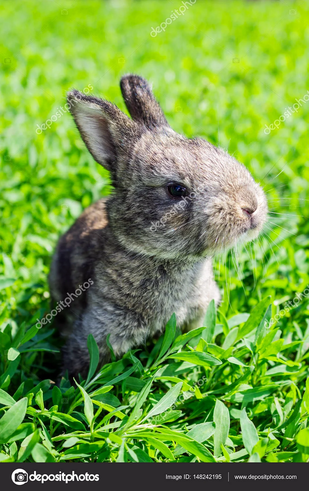 Кролики на лужайке. Красивое животное