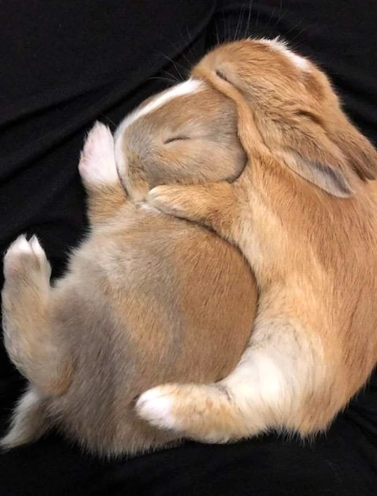 Кролики обнимаются. Красивое животное