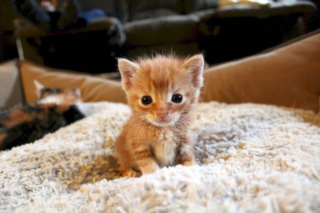 Крошечный котенок. Красивые картинки животных