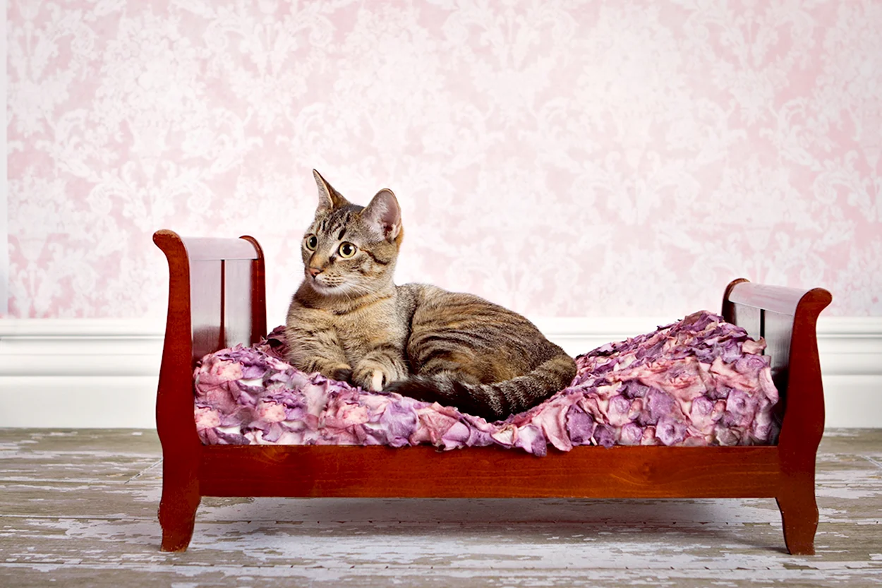 Кровать для кошки. Красивое животное