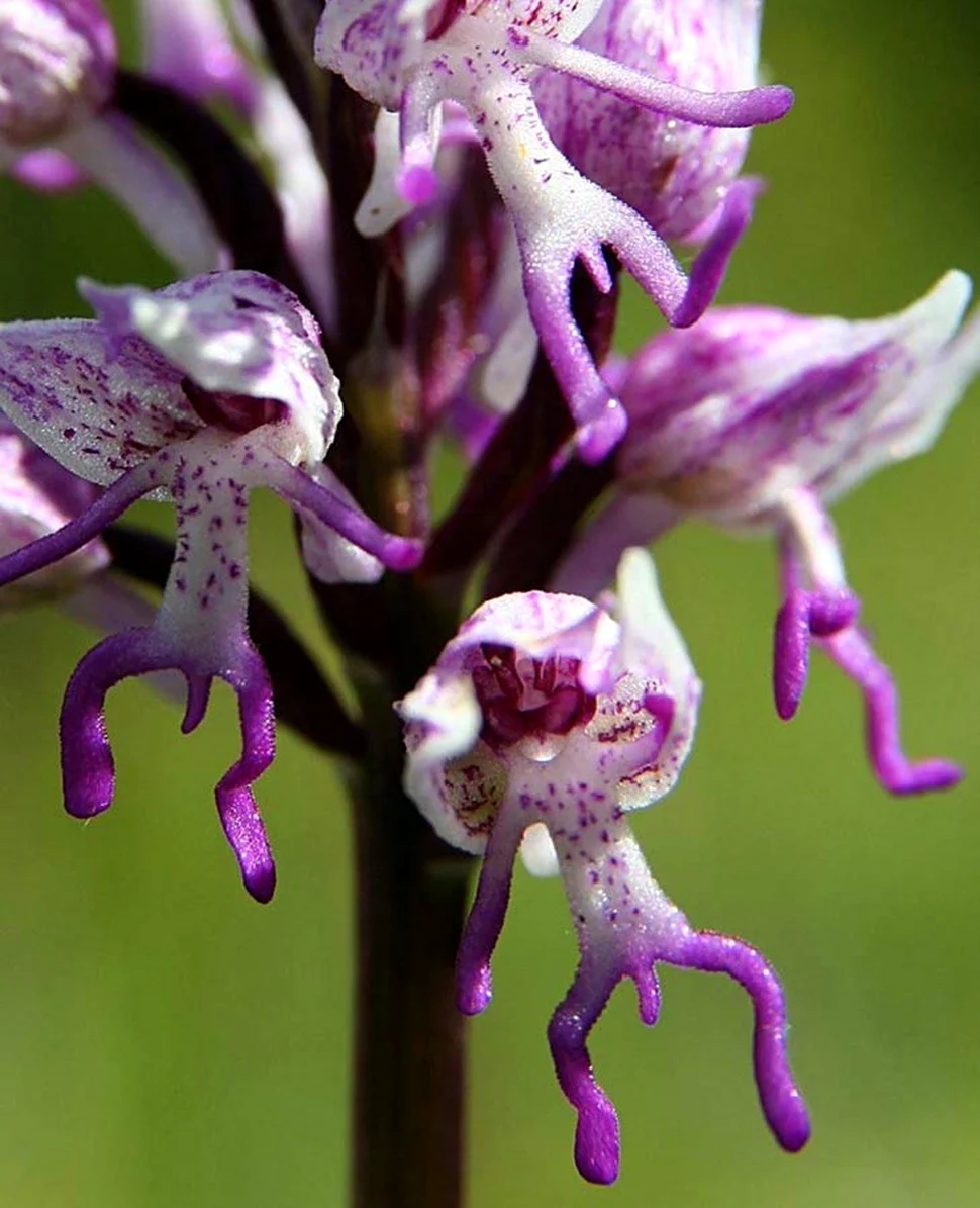 Крымская Орхидея ятрышник. Красивая картинка
