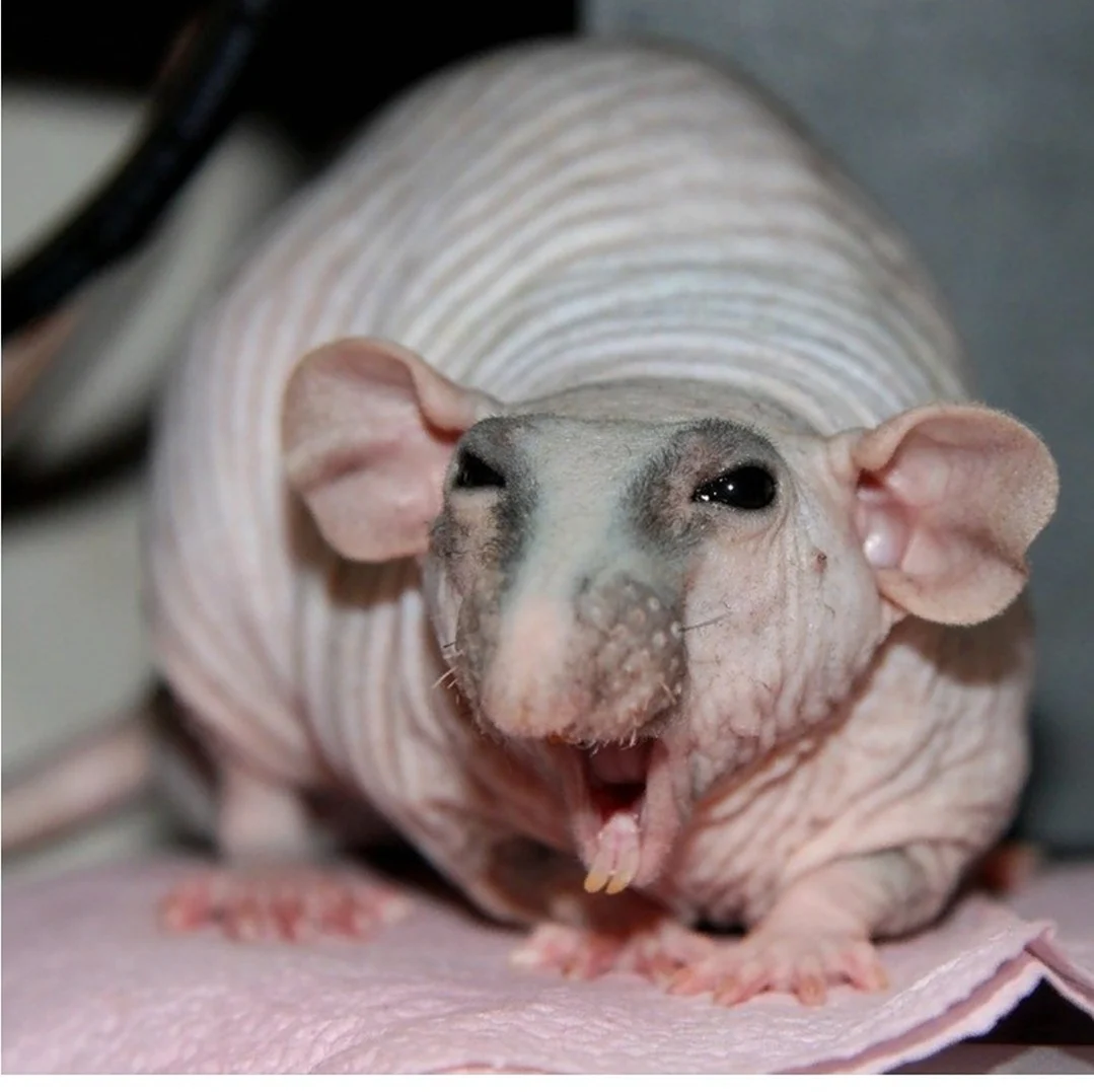 Крыса Дамбо сфинкс. Красивое животное