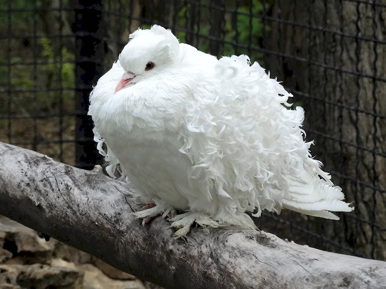 Курчавый голубь. Красивое животное