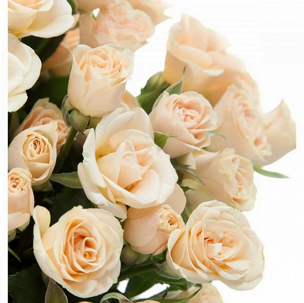 Кустовая роза кремовая розовая. Красивая картинка
