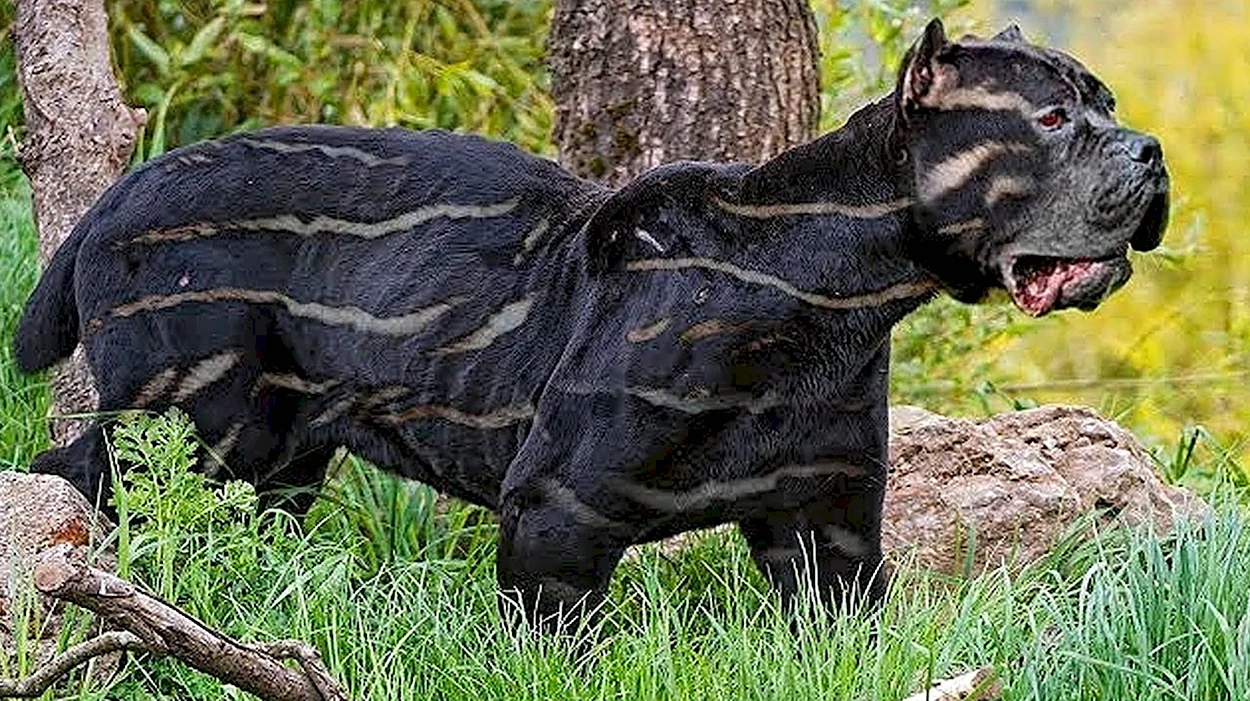 Куцехвостый хмонг. Красивое животное