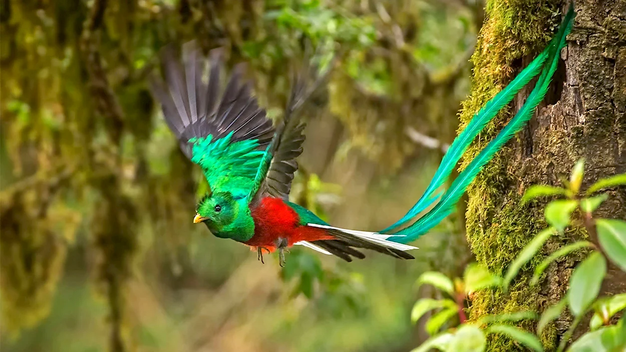 Квезаль Священная птица Майя. Красивое животное