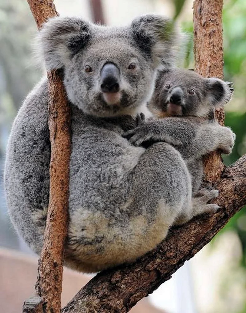 Квинслендский коала. Красивое животное