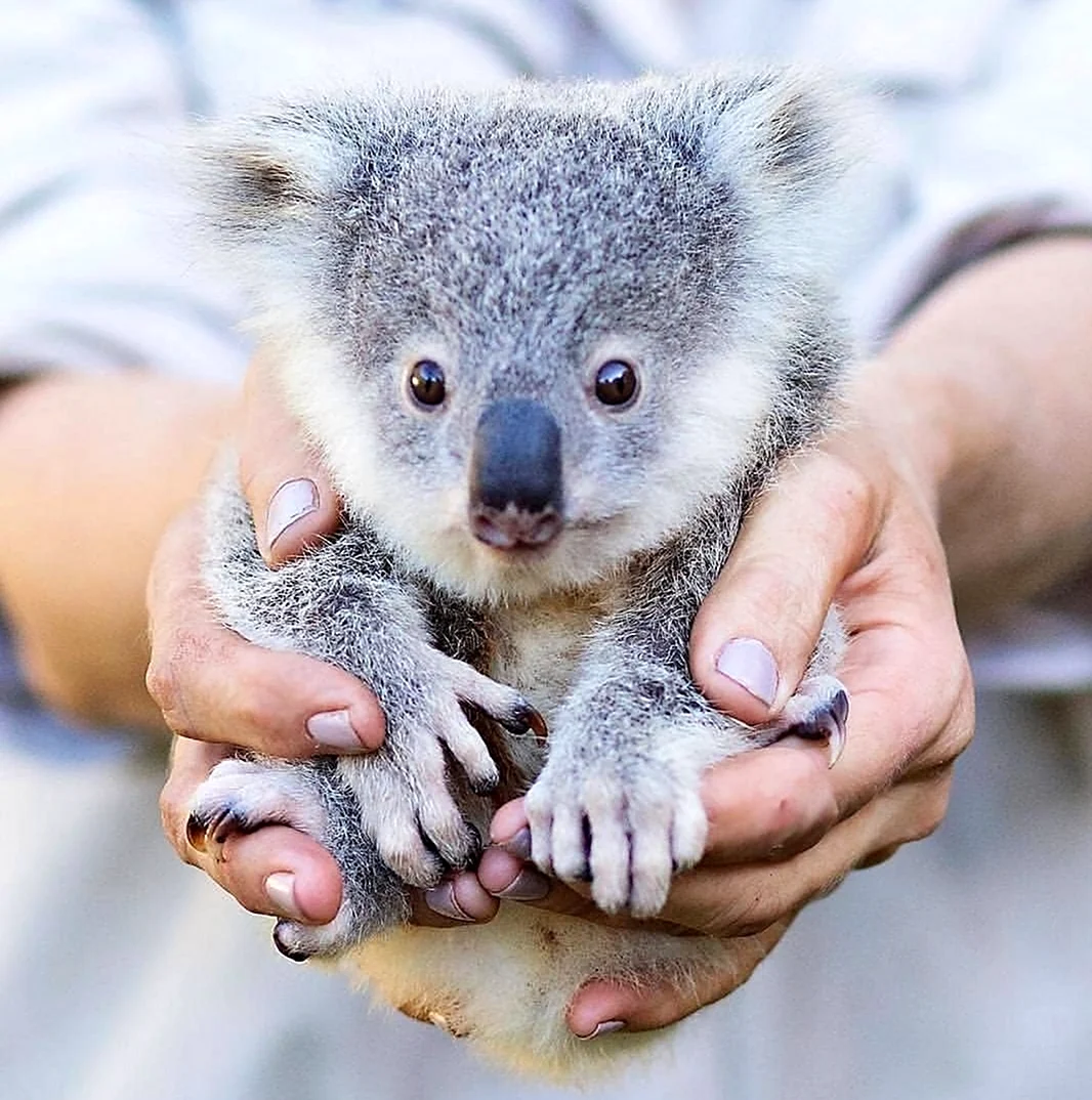 Квинслендский коала Koalemus. Красивое животное