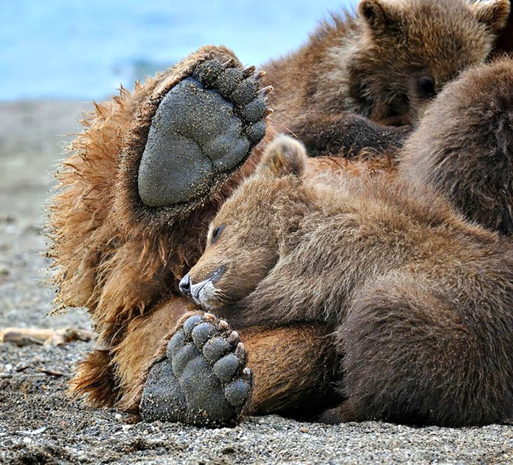 Лапы медведя. Красивое животное
