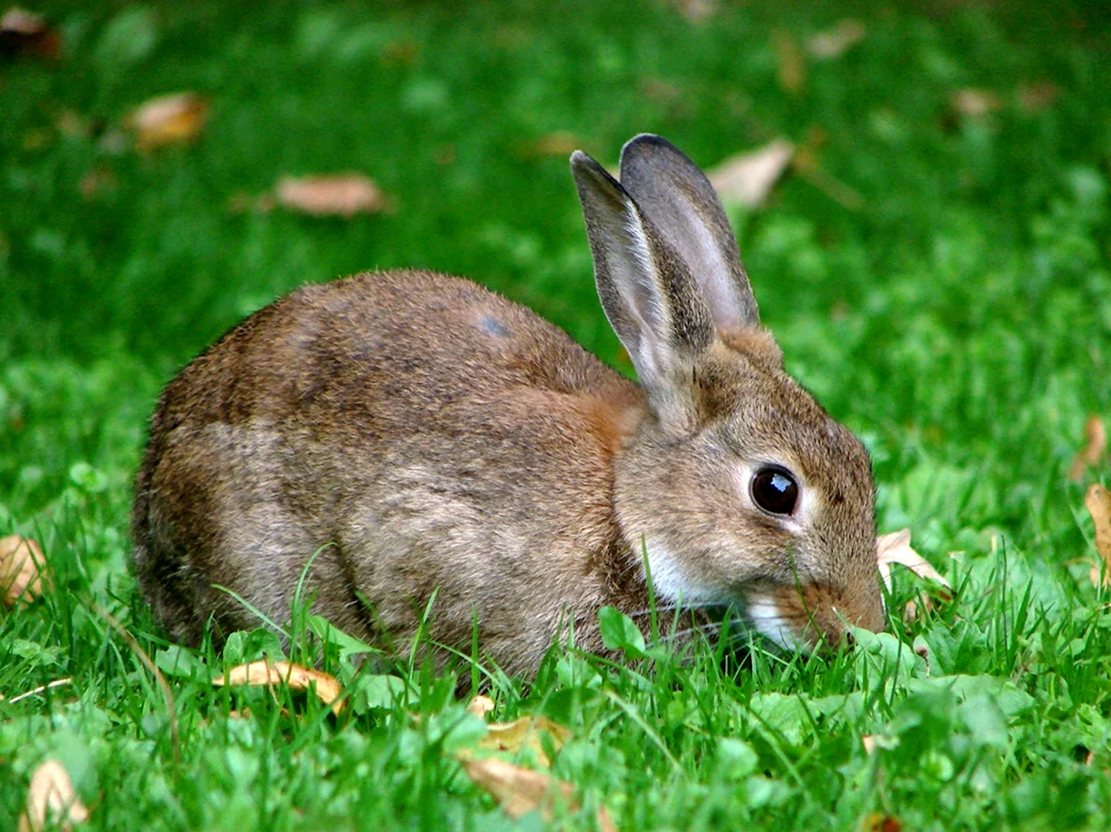 Лазающий заяц. Красивое животное