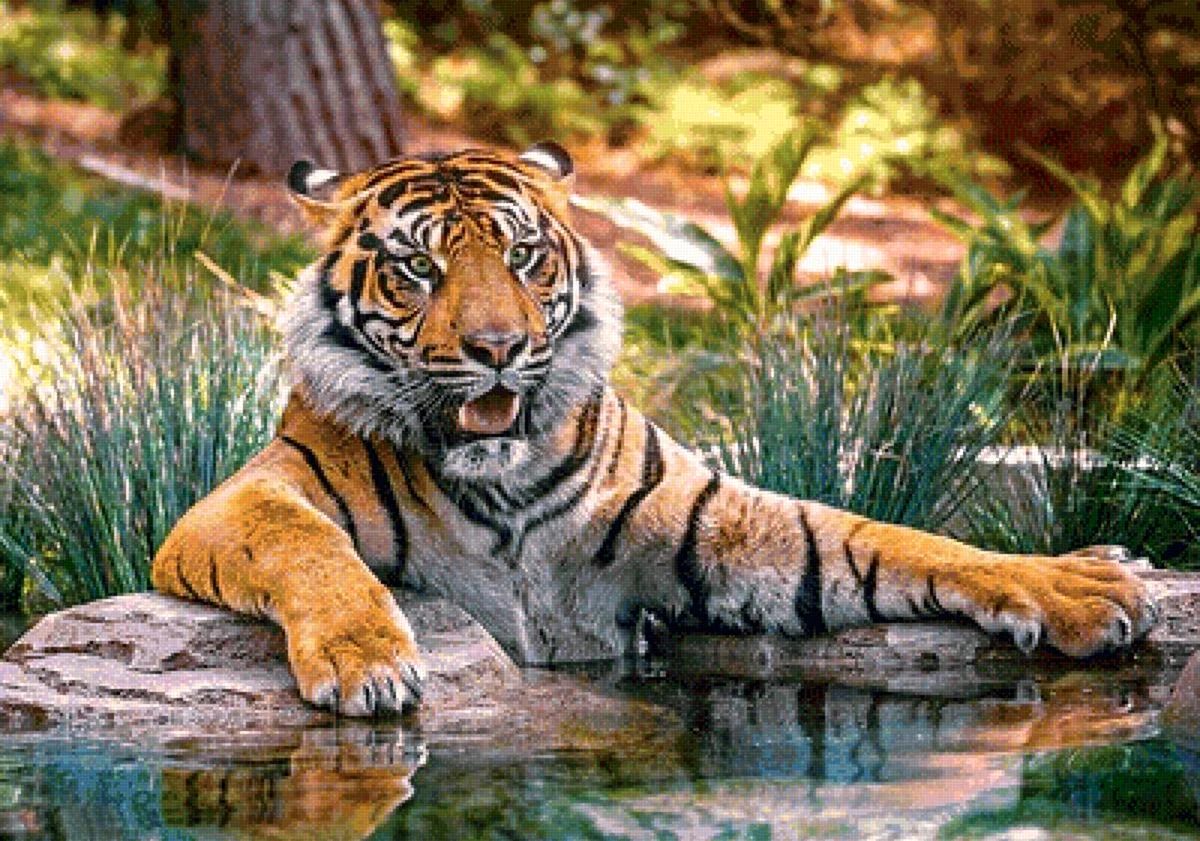 Лазанский тигр. Красивое животное