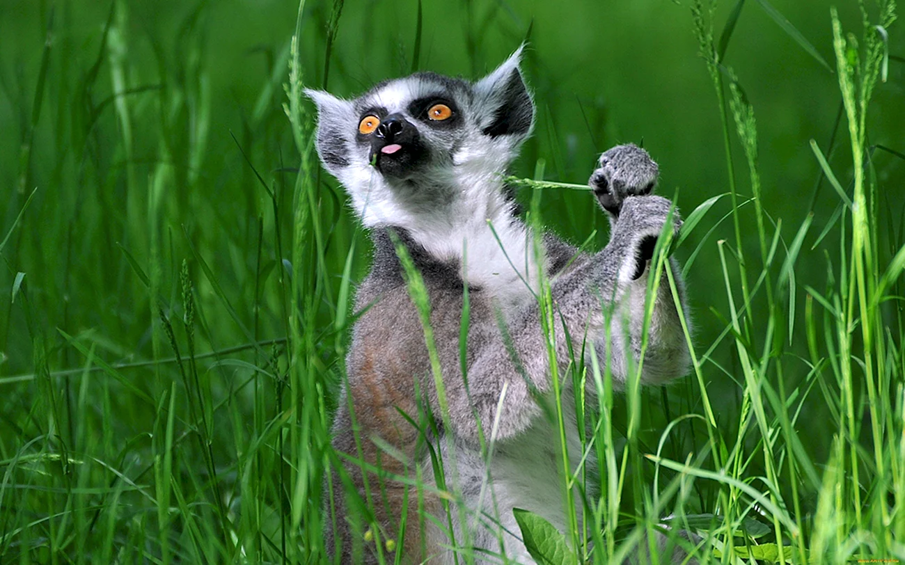 Лемур кошачий Ring-tailed Lemur. Картинка