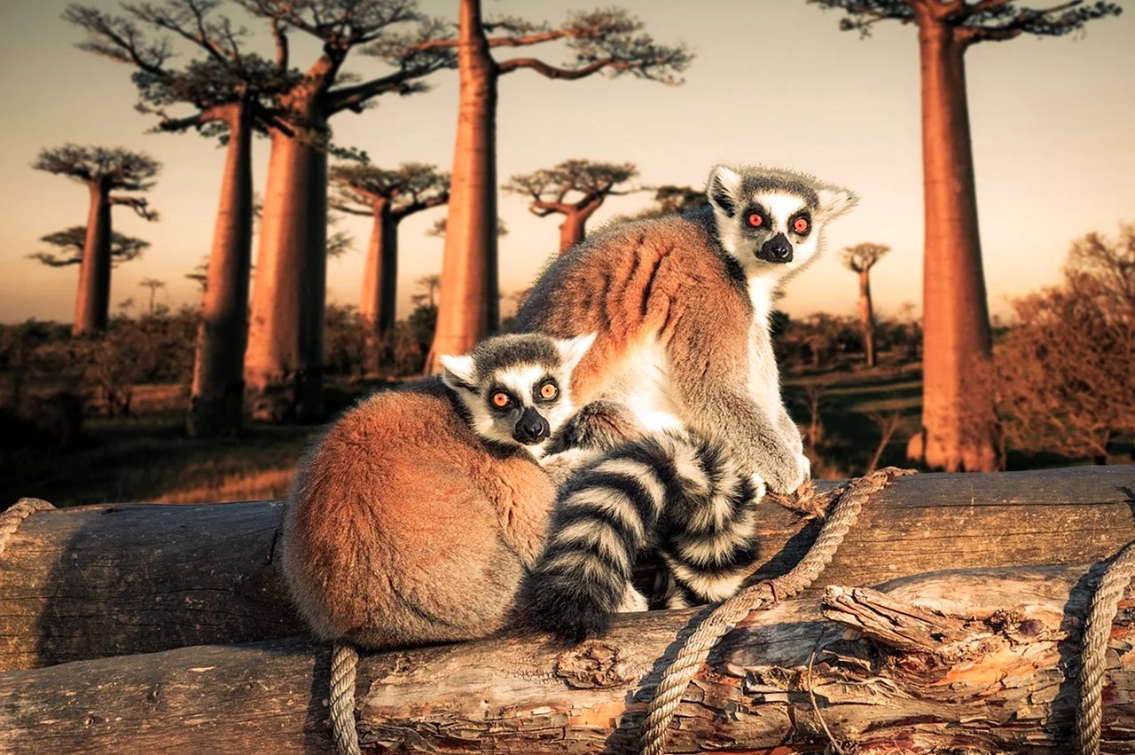 Лемур Мадагаскар. Картинка