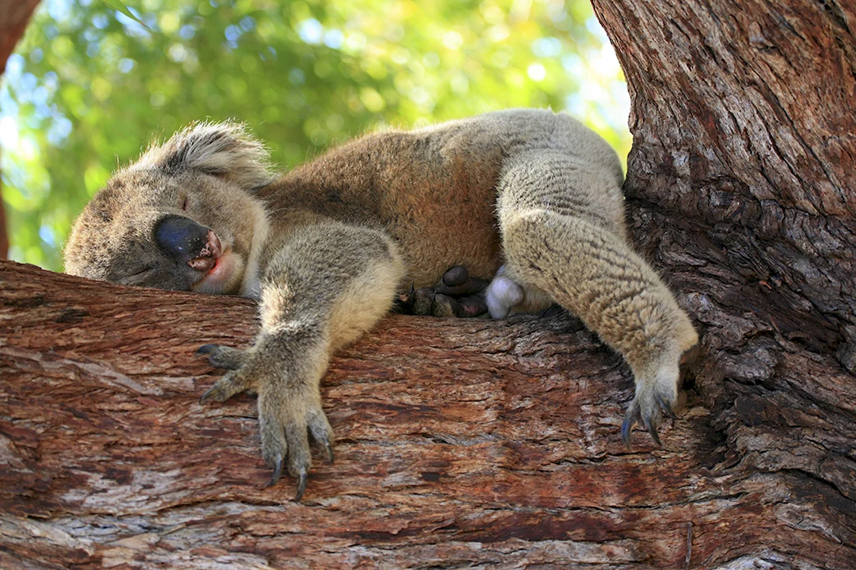 Ленивец в Австралии. Красивое животное