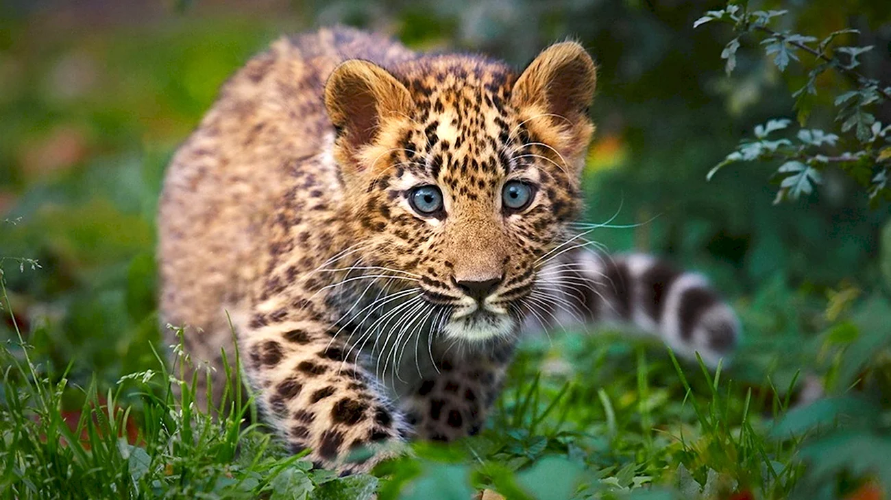 Леопард. Красивая картинка
