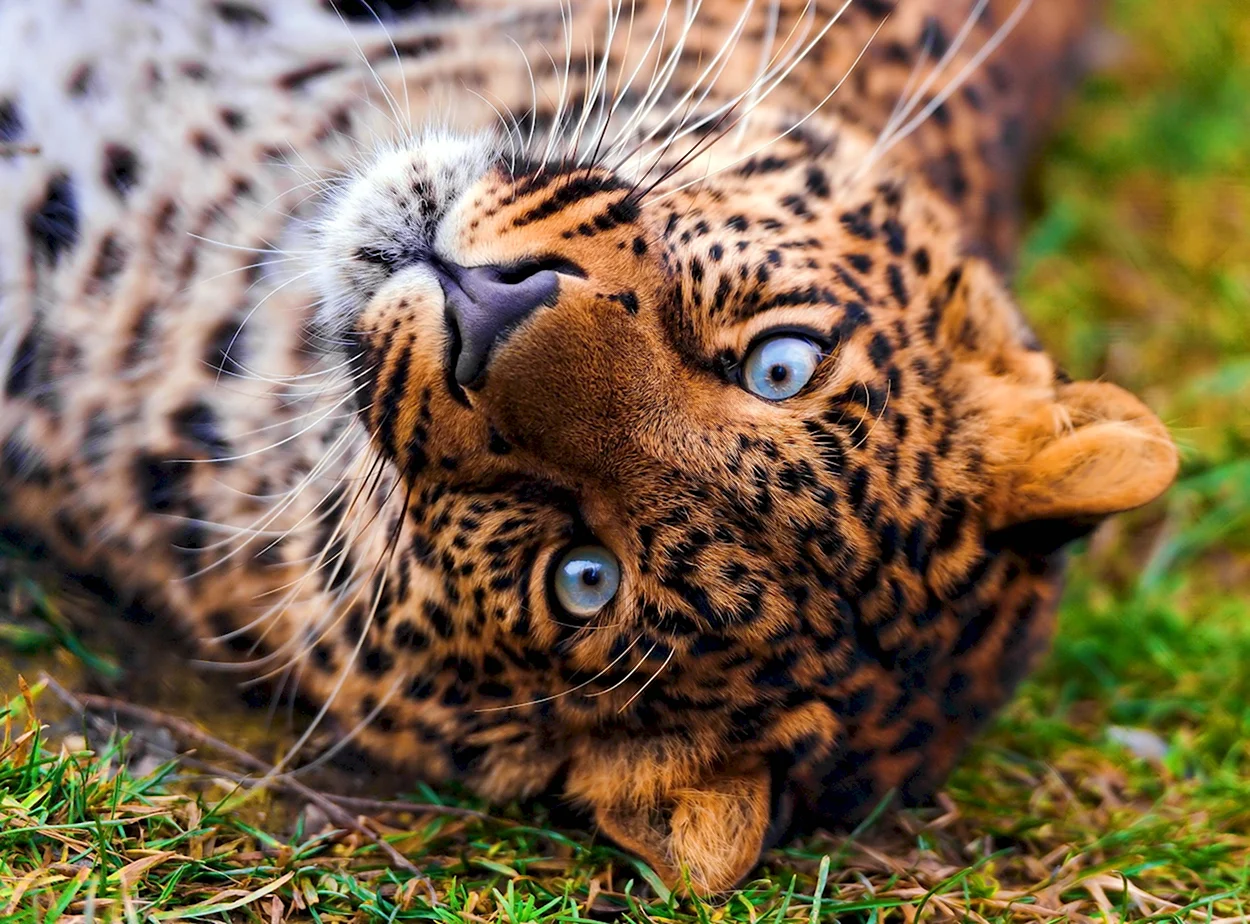 Леопард. Красивое животное