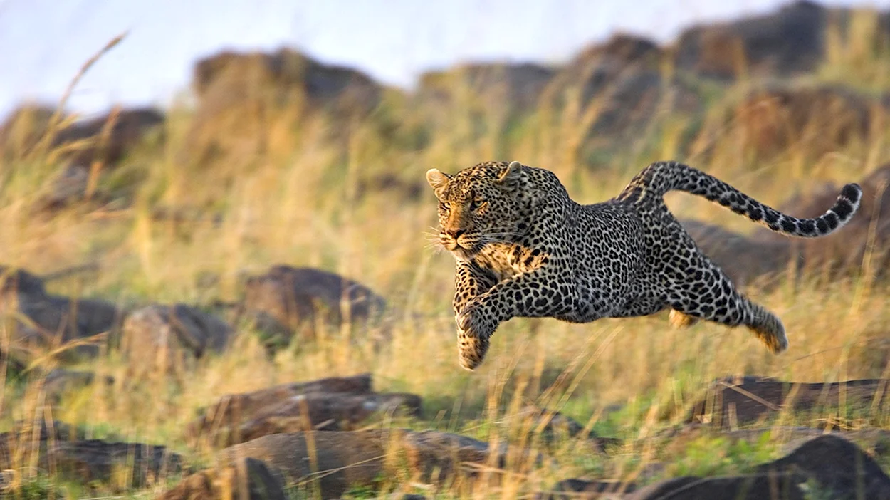 Леопард гепард в дикой природе. Красивое животное