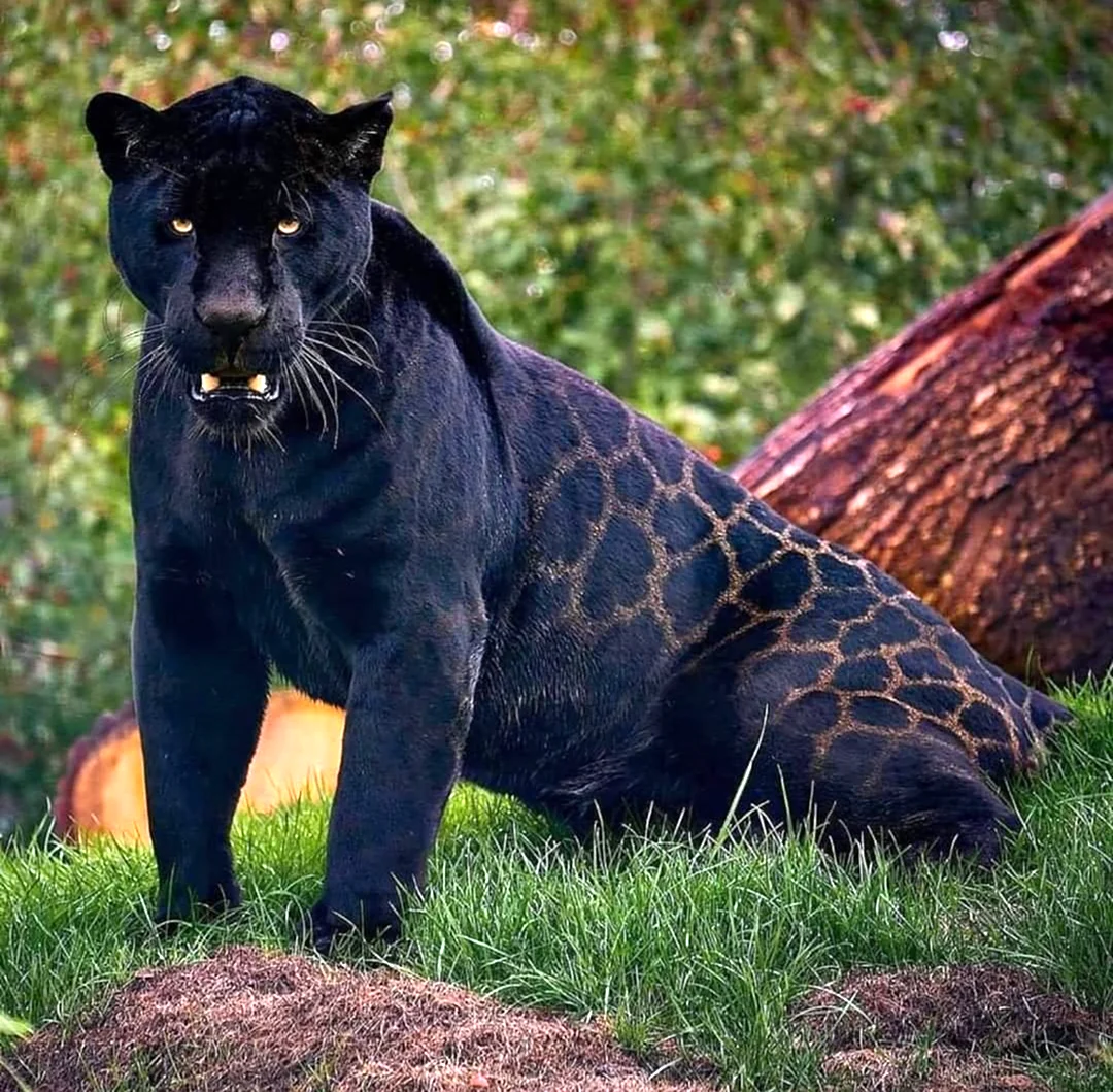 Леопард меланист. Красивое животное
