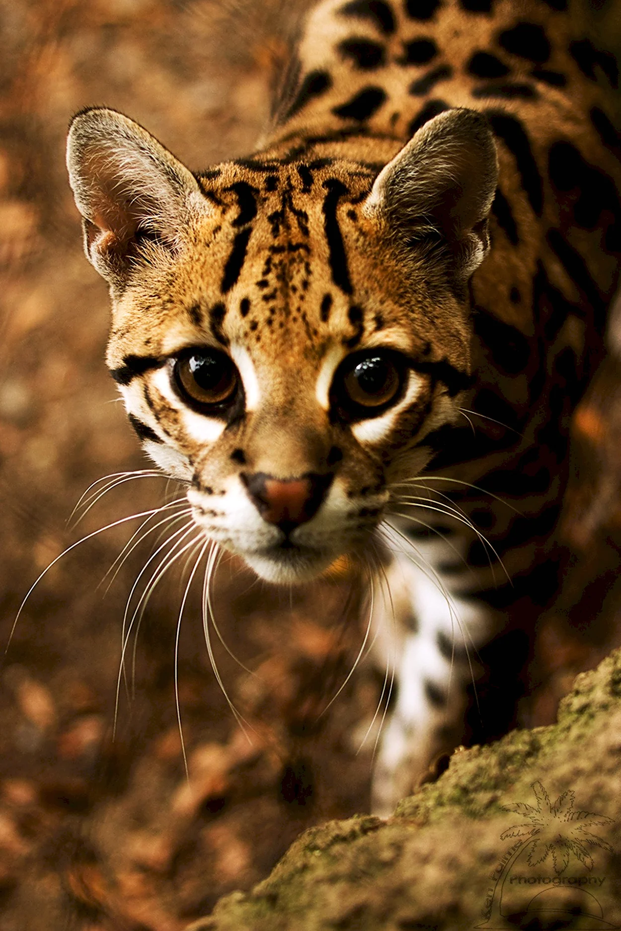 Леопард онцилла. Красивое животное