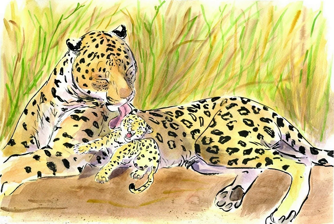 Леопард рисунок. Для срисовки