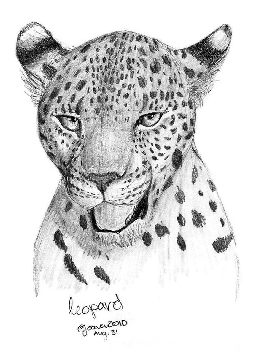 Леопард рисунок карандашом. Для срисовки