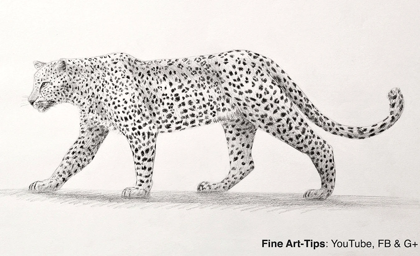 Леопард рисунок карандашом. Для срисовки