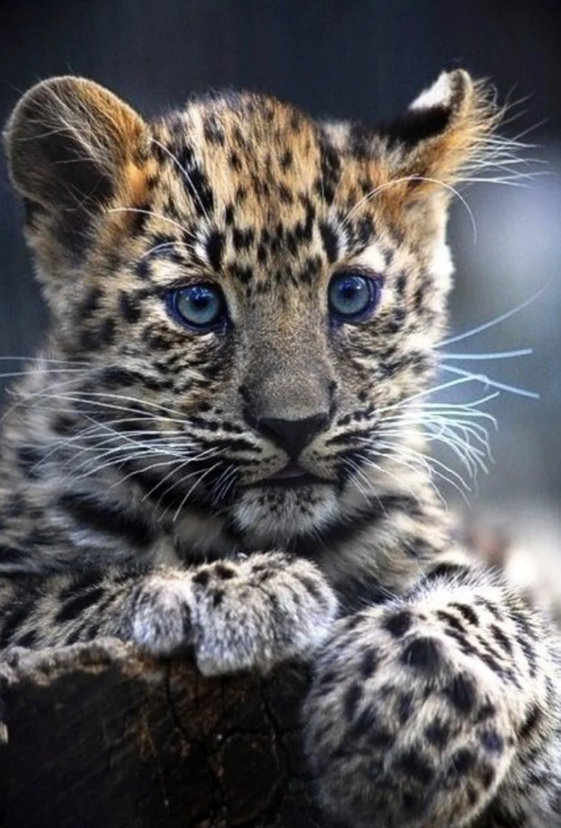 Леопарденок. Красивое животное