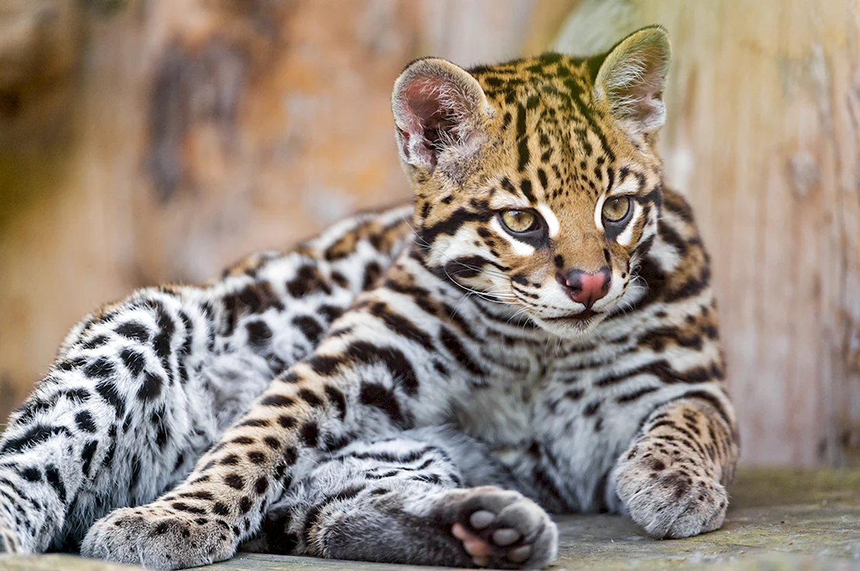 Леопардовая кошка Оцелот. Красивое животное