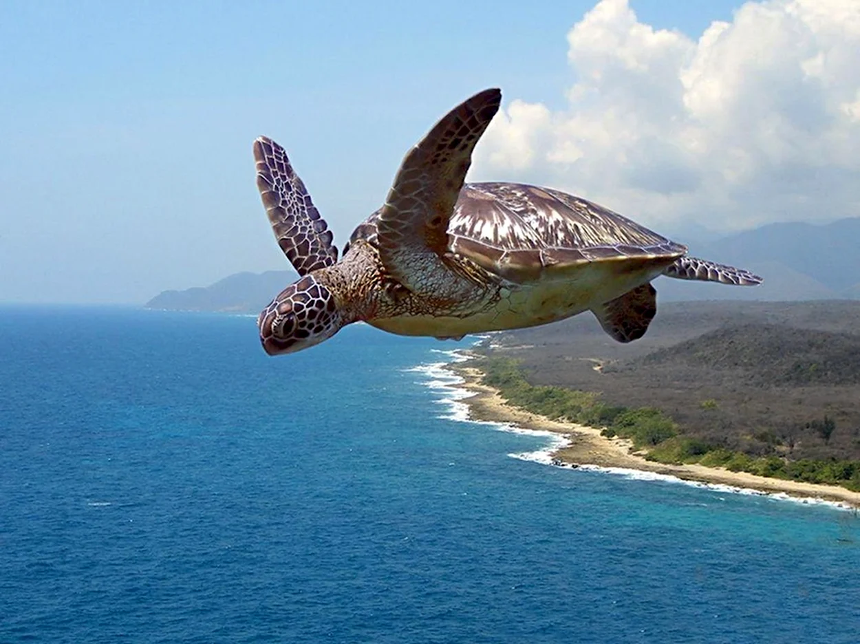 Летающая черепаха. Красивое животное