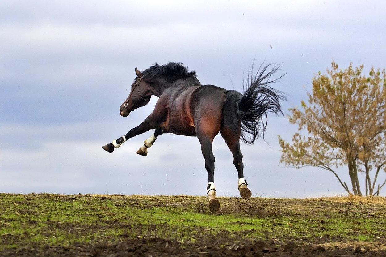 Летящий конь. Красивое животное