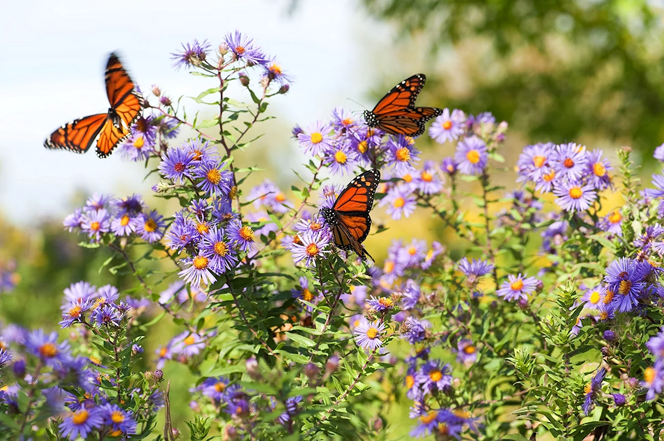 Лето бабочки. Красивая картинка