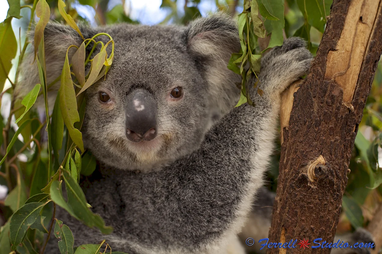 Летучая коала. Красивое животное