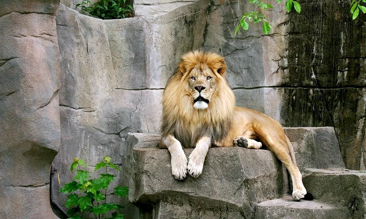 Лев. Красивое животное