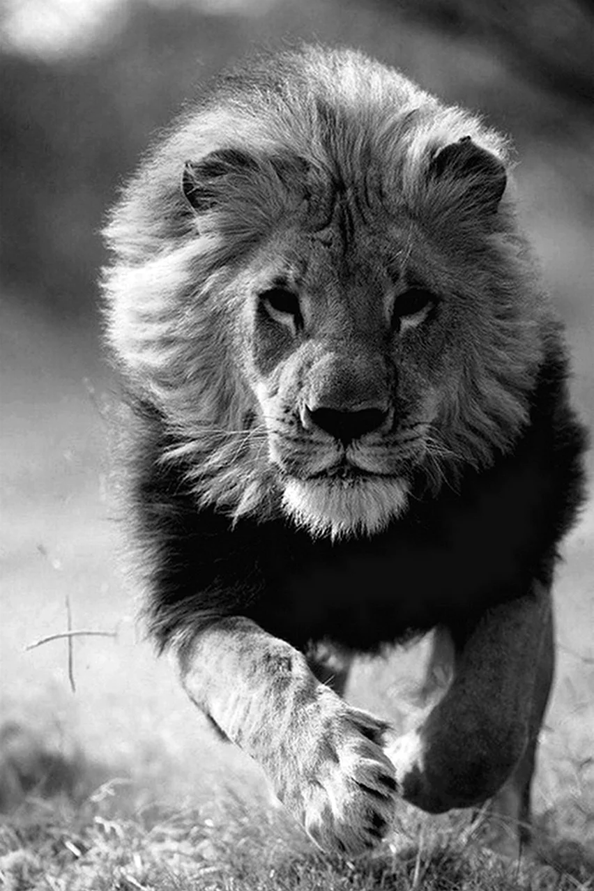 Лев. Красивое животное