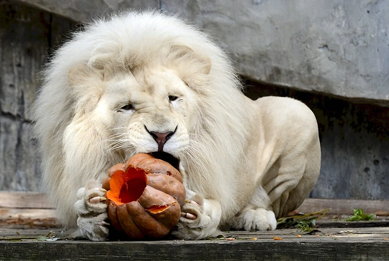 Лев альбинос. Красивое животное