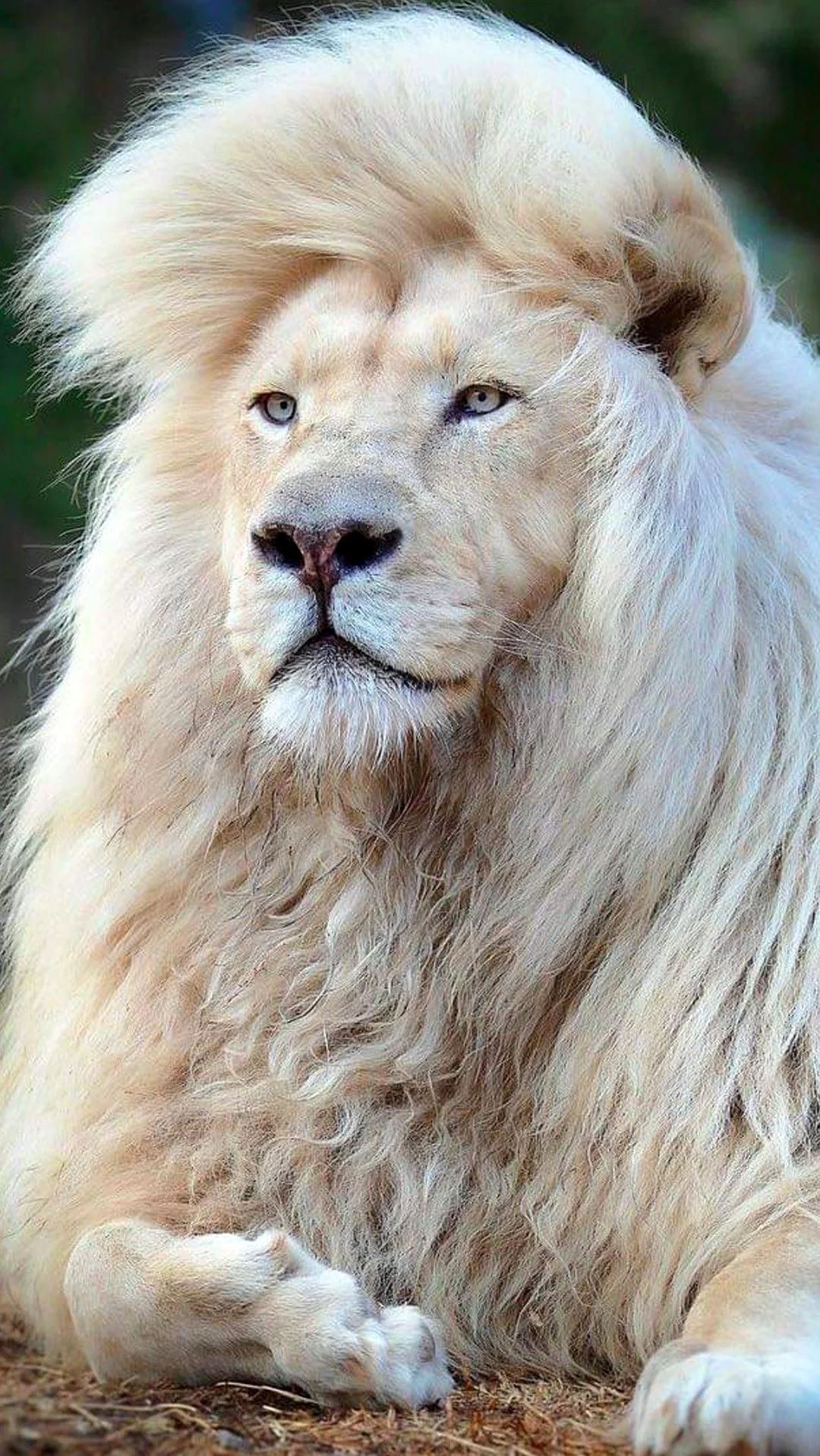 Лев альбинос. Красивое животное