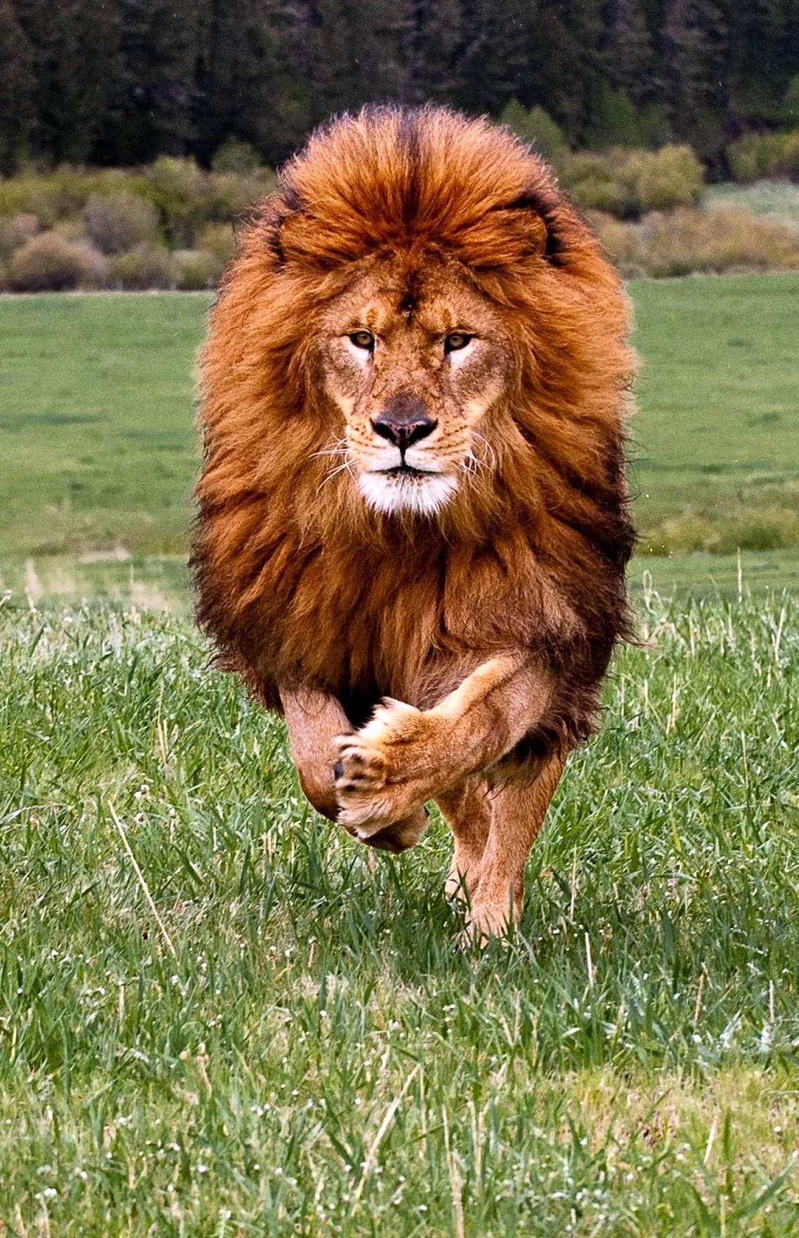 Лев атлас. Красивое животное