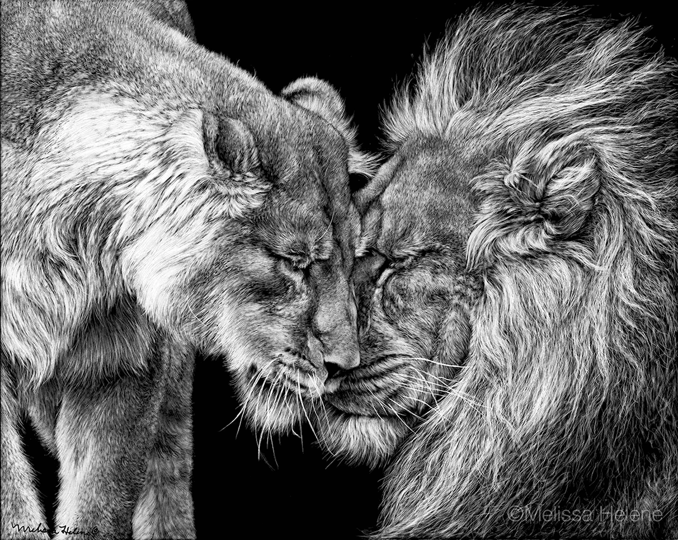 Лев и львица. Для срисовки