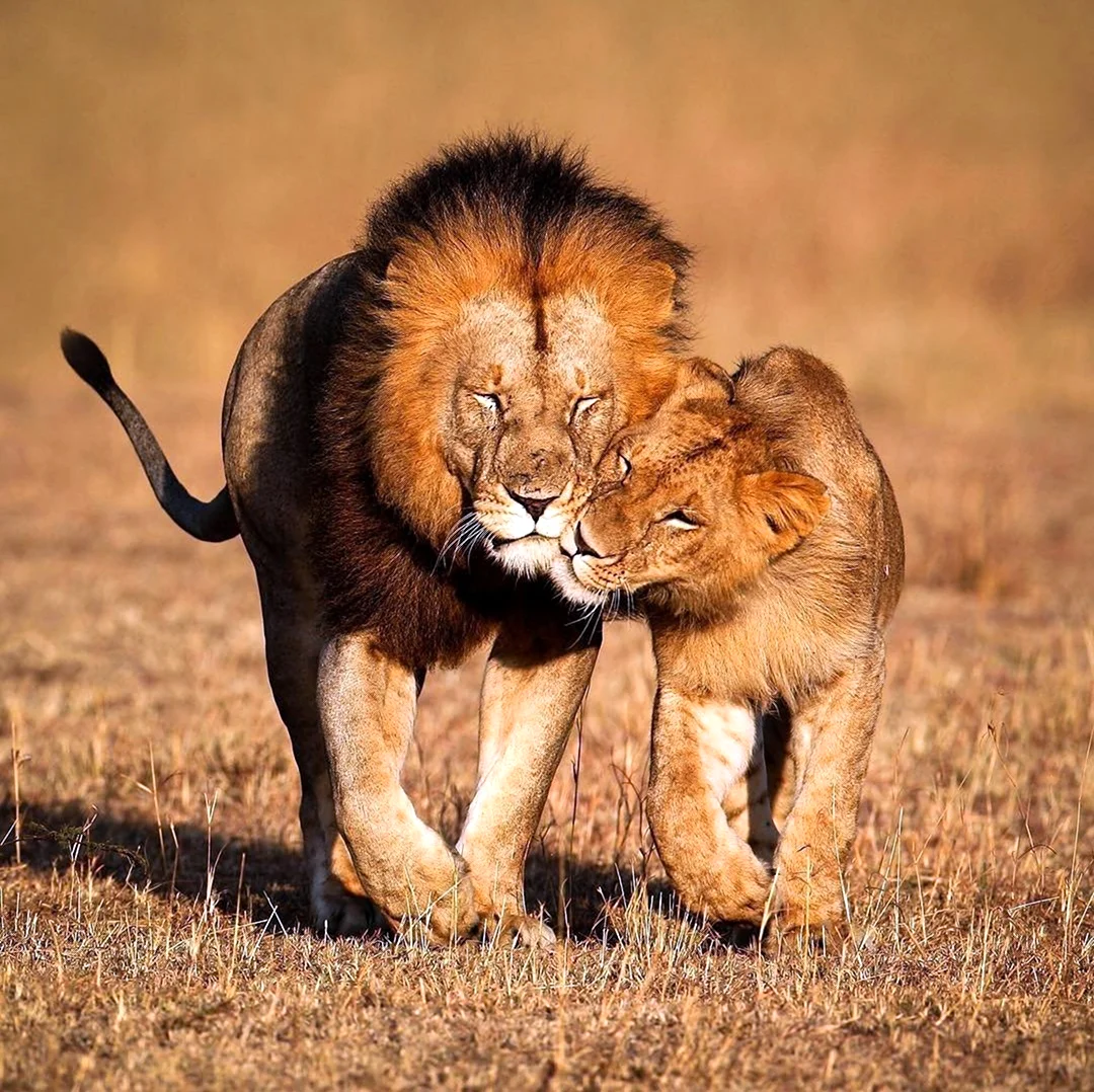 Лев и львица. Прикольная картинка