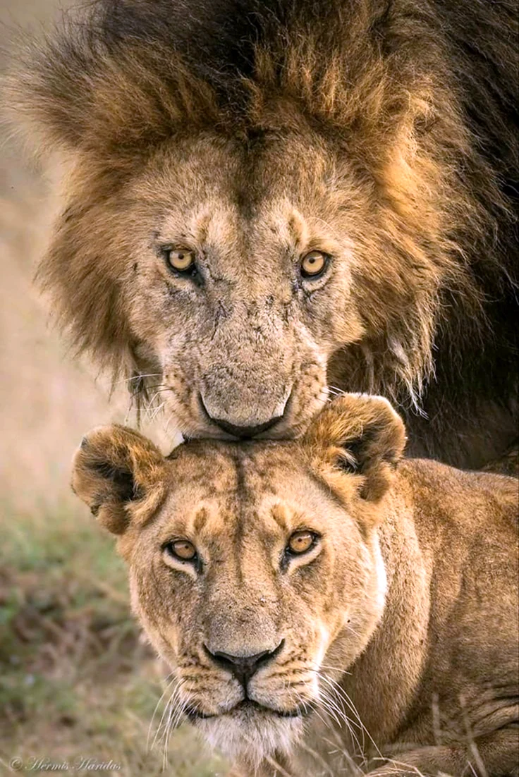 Лев и львица. Красивое животное