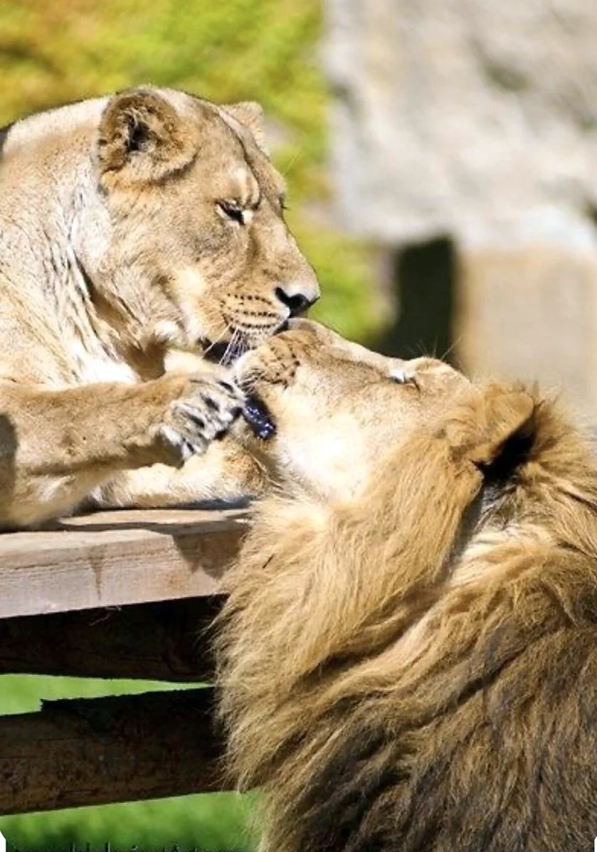 Лев и львица. Красивая картинка