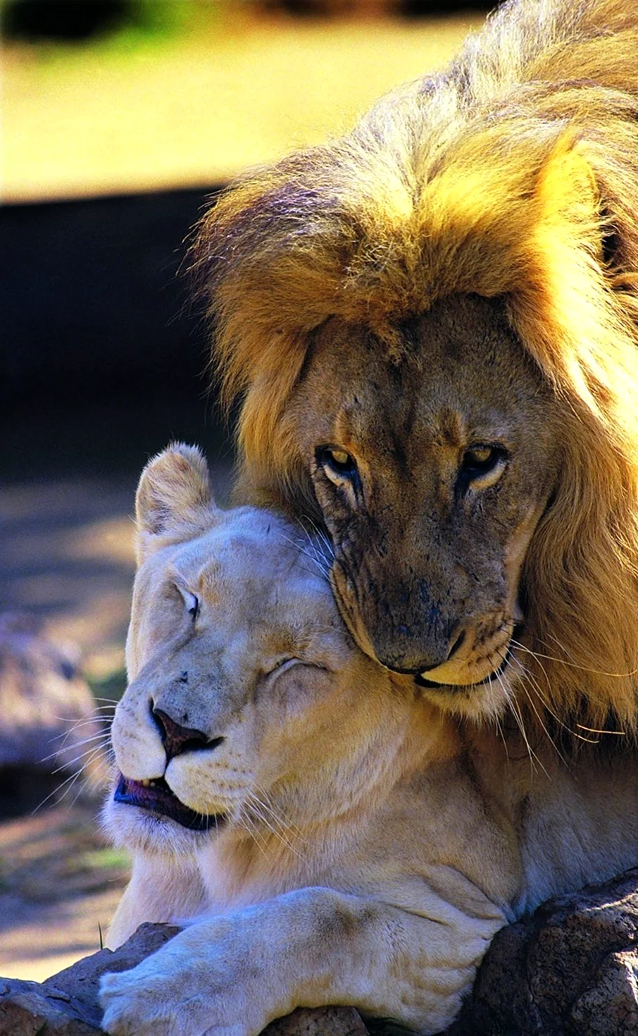 Лев и львица. Красивая картинка
