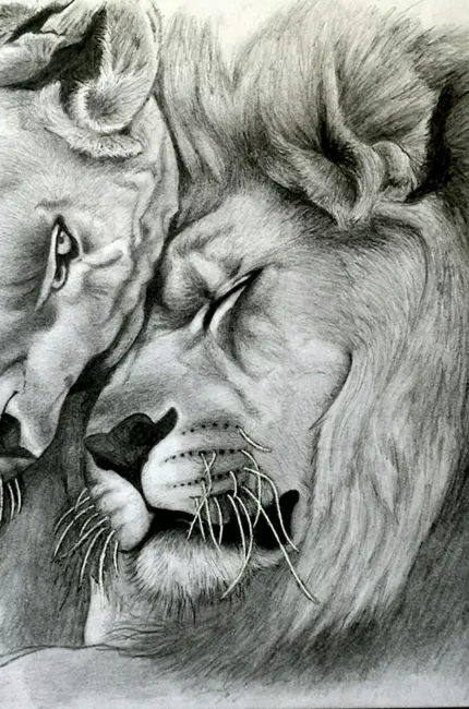 Лев и львица карандашом. Для срисовки