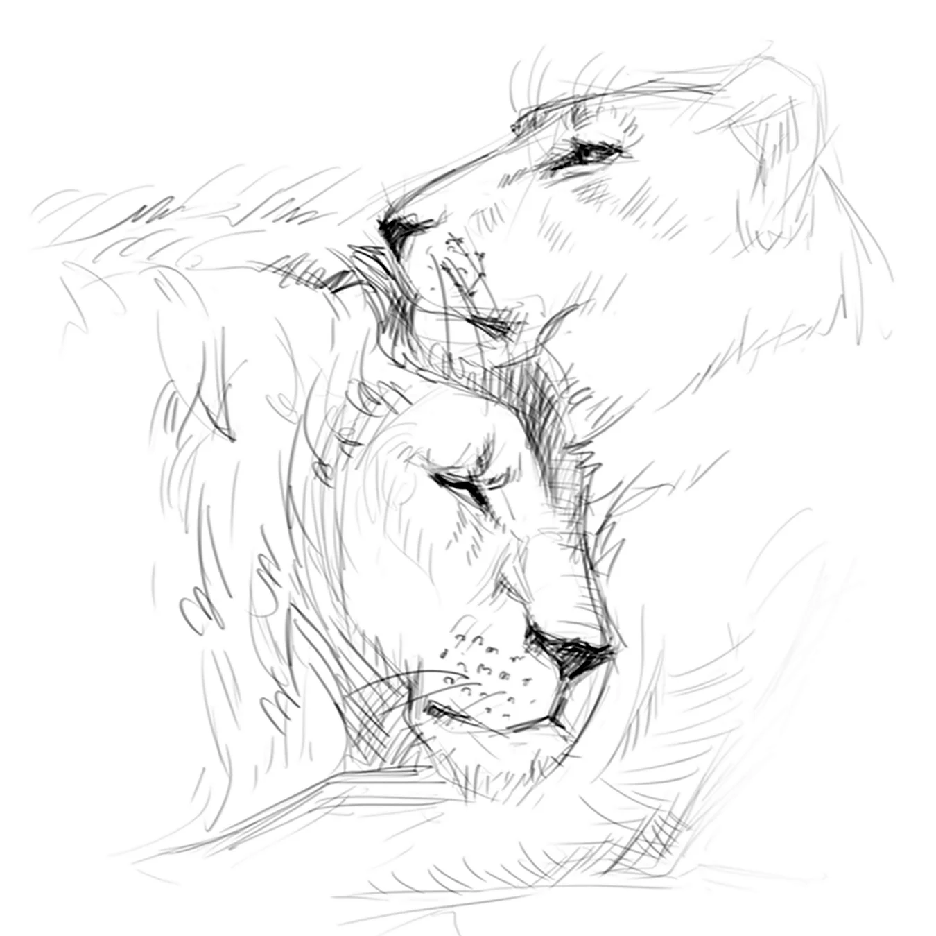 Лев и львица карандашом. Для срисовки