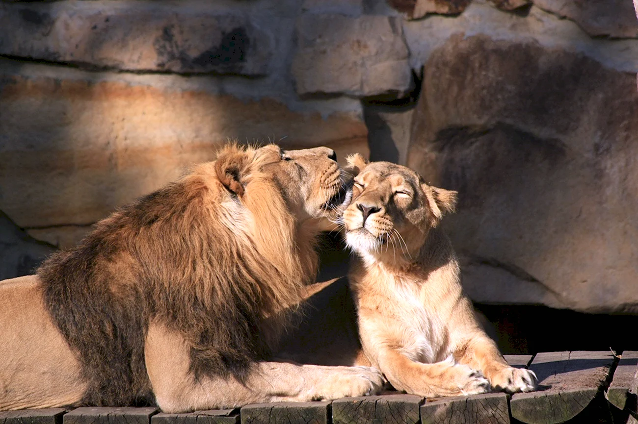 Лев и львица любовь. Красивая картинка