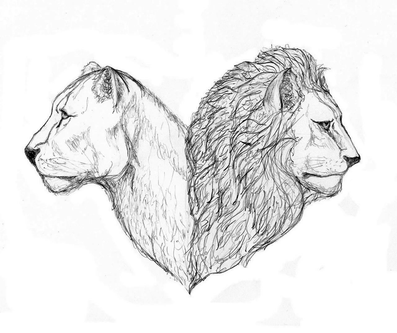 Лев и львица рисунок карандашом. Для срисовки