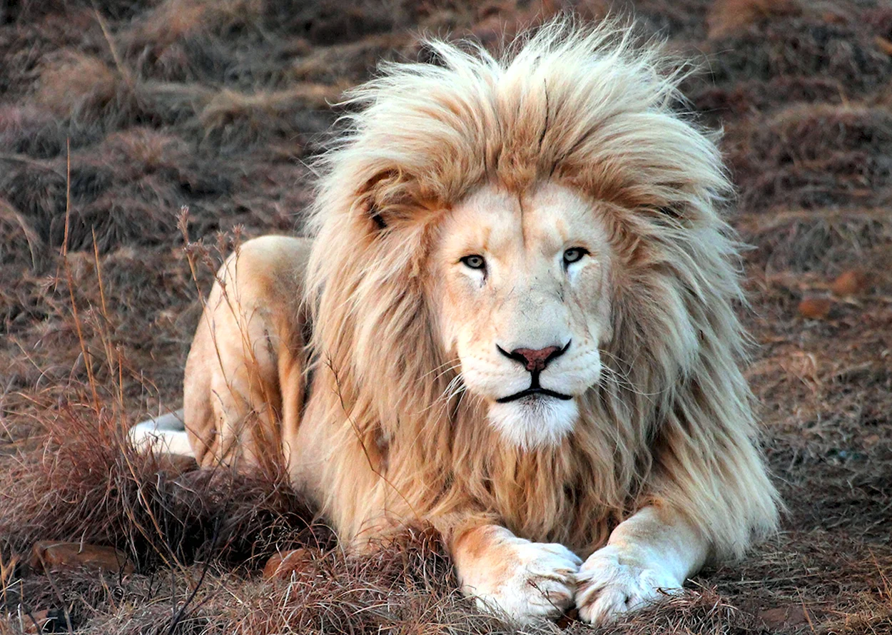 Лев Хаир. Красивое животное